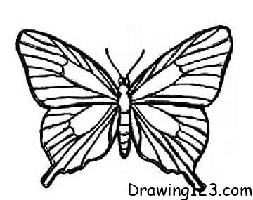 Jak Nakreslit Butterfly Drawing Idea 22