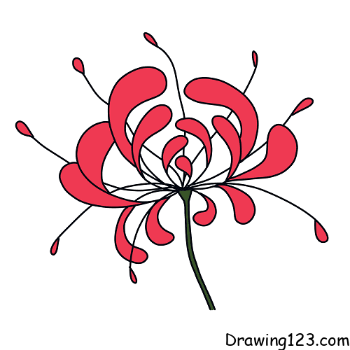Jak Nakreslit Lycoris-Radiata-drawing-step-5