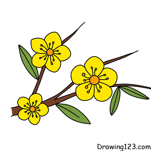 Jak Nakreslit apricot-flowers-drawing-step-10