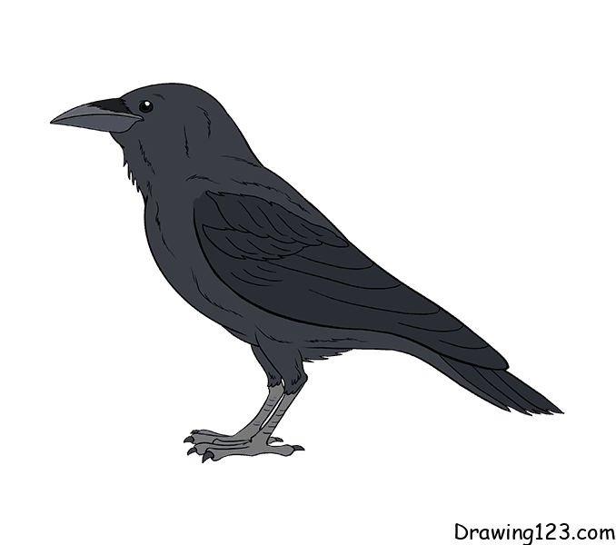 Jak Nakreslit crow-drawing-step-17