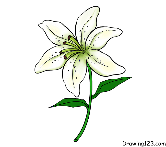 Jak Nakreslit lily-drawing-step-11