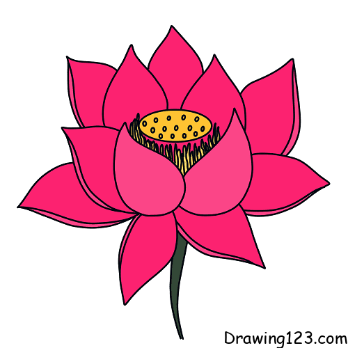 Jak Nakreslit lotus-flower-drawing-step-4