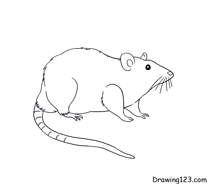 Jak Nakreslit mouse-drawing-step-10