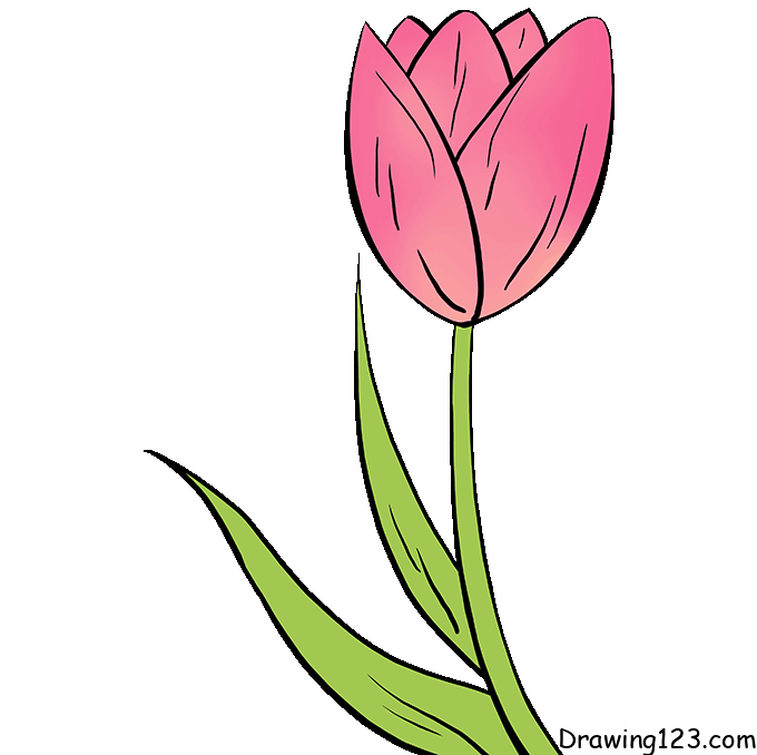 Jak Nakreslit Tulipán