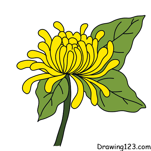 Jak Nakreslit Chrysanthemum-drawing-step-4-1