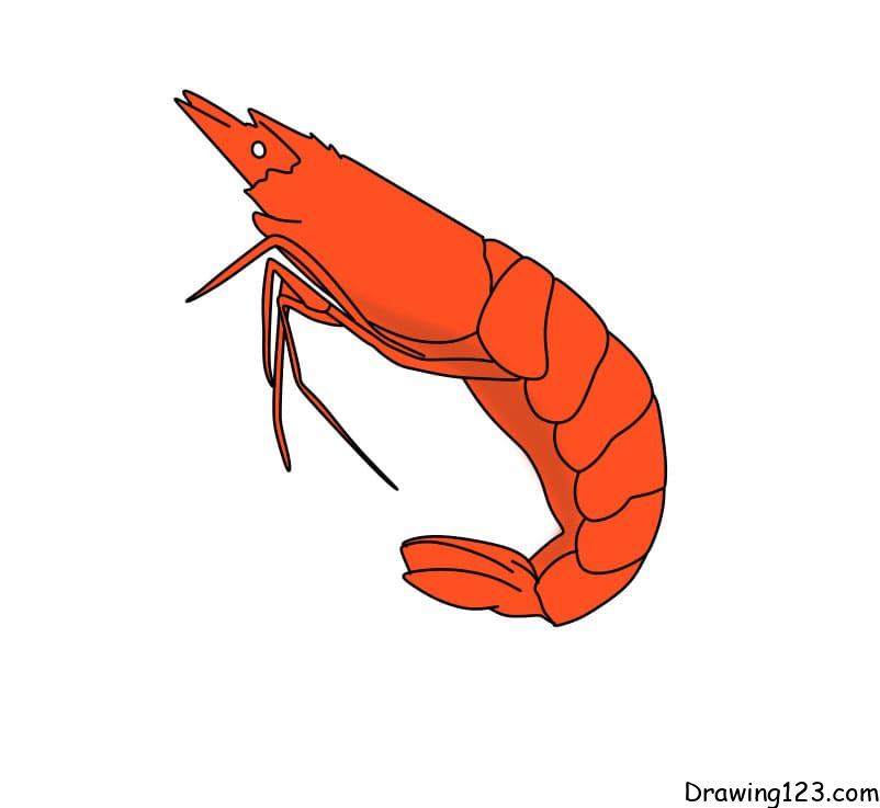 Jak Nakreslit drawing-shrimp-step6-3