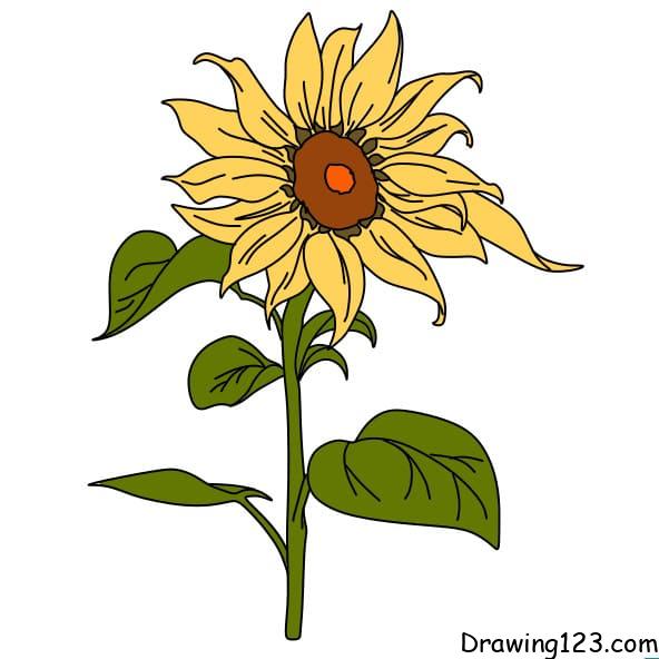 Jak Nakreslit drawing-sunflower-step6-1