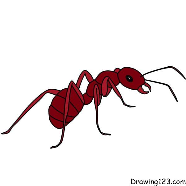 Jak Nakreslit Drawing-an-ants-Step-10-4