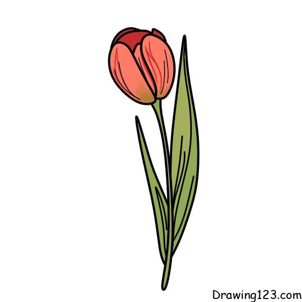 Jak Nakreslit Drawing-Tulips-step-5-5