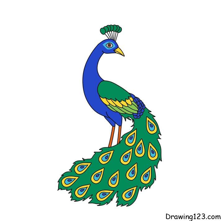 Jak Nakreslit how-to-draw-a-peacock-step-10-11