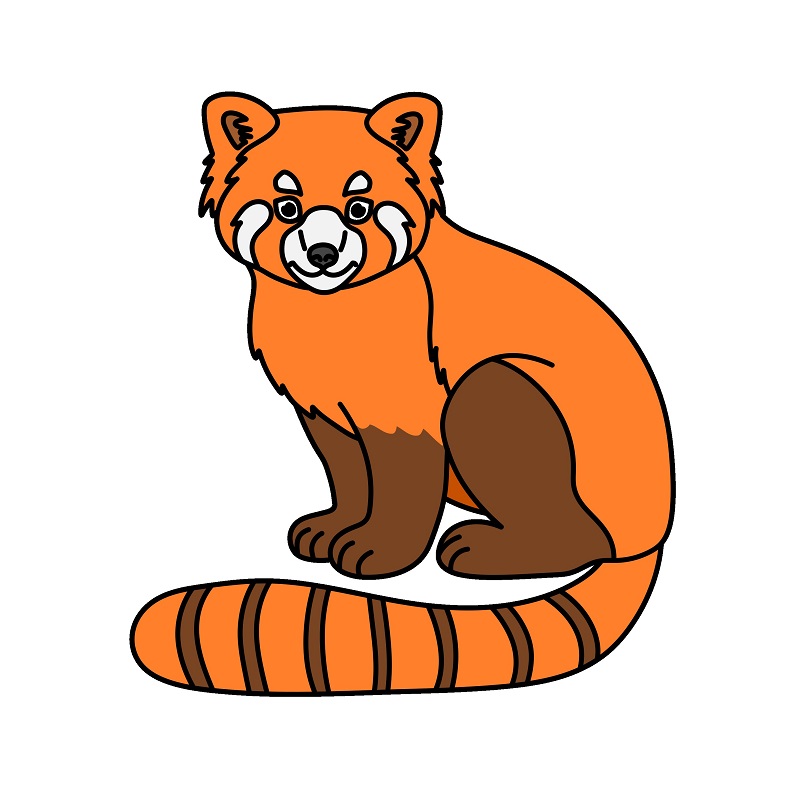 Jak Nakreslit Red Panda 4 (10)