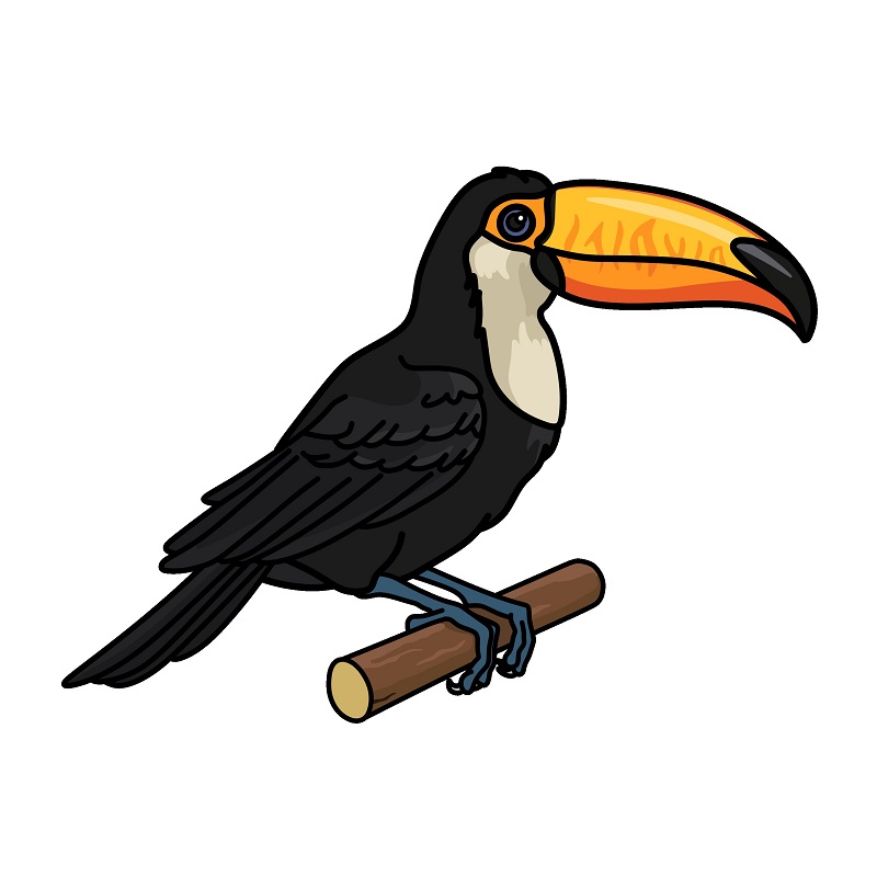 Jak Nakreslit Toucan 1 (10)