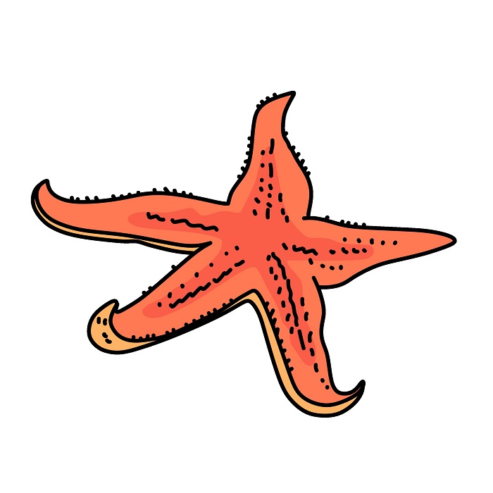 Jak Nakreslit Starfish 5 (6)